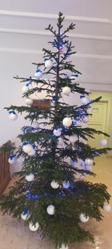 Okrasno drevo v stavbi Občine Radovljica, označeno z roza barvo